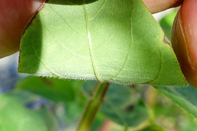 Desmodium nuttallii - leaf underside