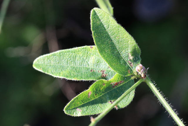 Desmodium nuttallii - leaves