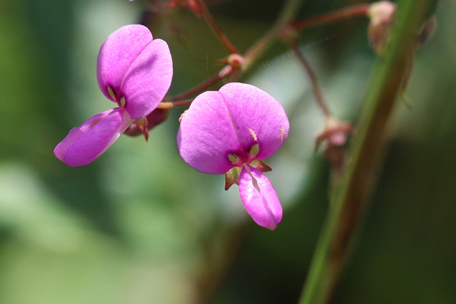 Desmodium paniculatum