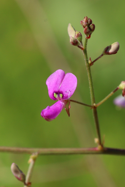 Desmodium paniculatum