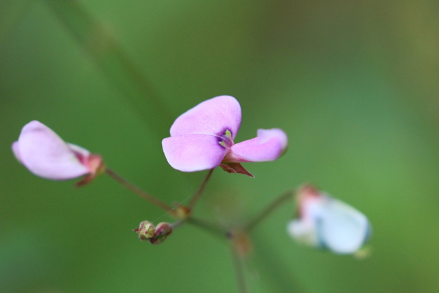 Desmodium paniculatum
