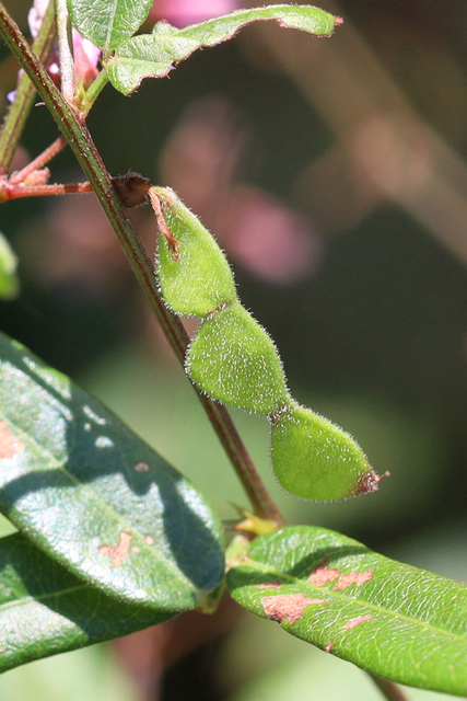 Desmodium paniculatum - fruit