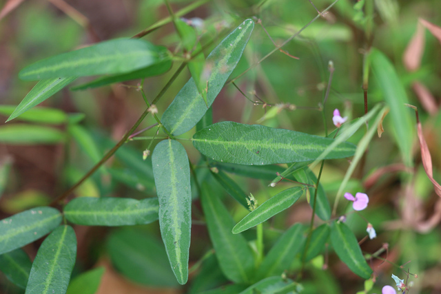 Desmodium paniculatum - leaves