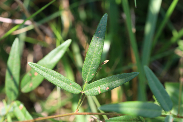 Desmodium paniculatum - leaves