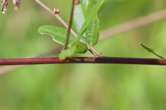 Desmodium paniculatum - stem