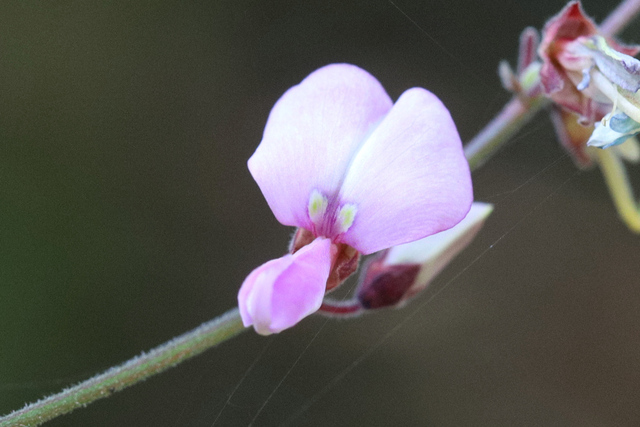 Desmodium viridiflorum