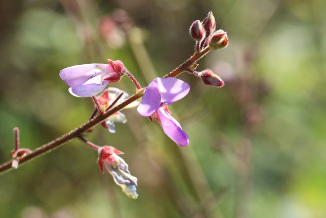 Desmodium viridiflorum