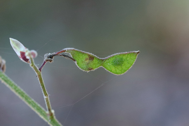 Desmodium viridiflorum - fruit