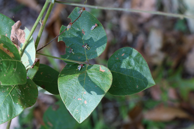 Desmodium viridiflorum - leaves