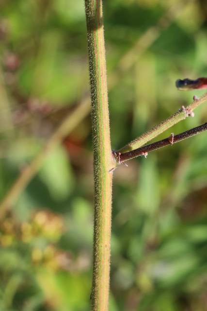 Desmodium viridiflorum - stem