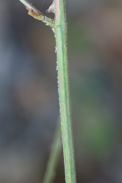 Desmodium viridiflorum - stem