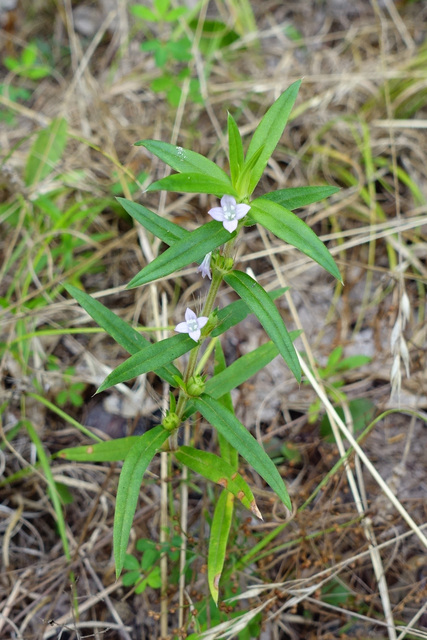 Diodia teres - plant