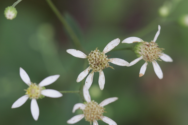 Doellingeria infirma