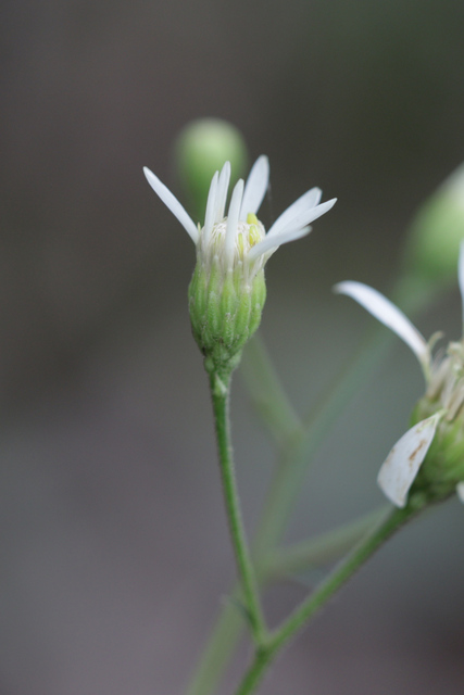 Doellingeria infirma
