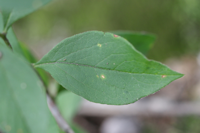 Doellingeria infirma - leaves