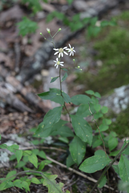Doellingeria infirma - plant