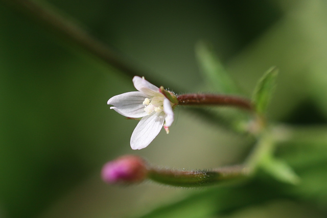 Epilobium coloratum