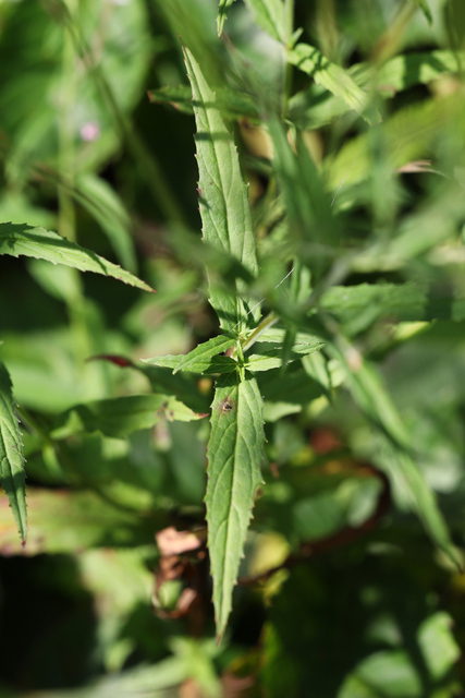 Epilobium coloratum - leaves