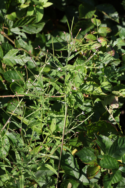 Epilobium coloratum - plant