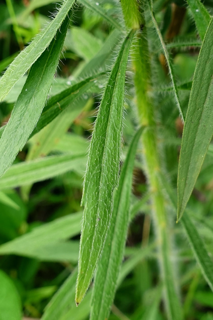 Erigeron canadensis - leaves