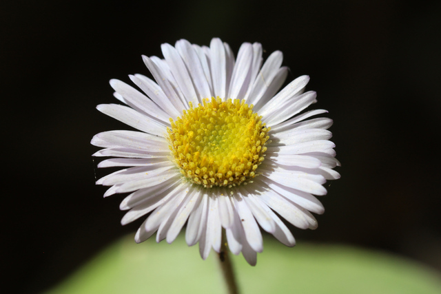 Erigeron pulchellus