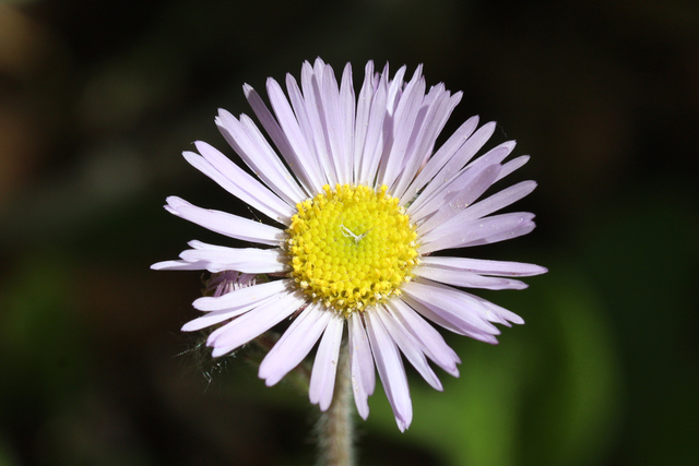 Erigeron pulchellus