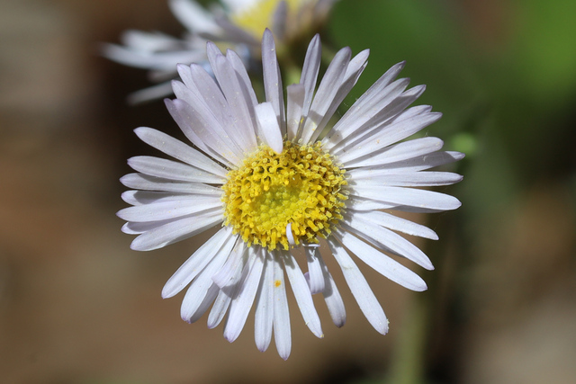 Erigeron pulchellus