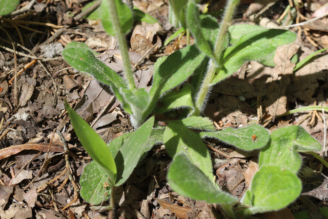 Erigeron pulchellus - leaves