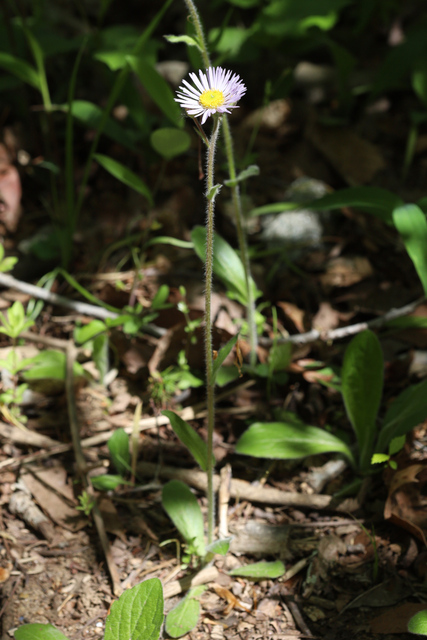 Erigeron pulchellus - plant