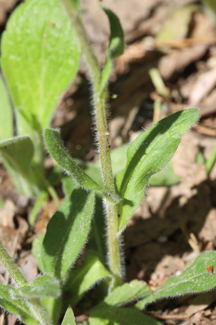 Erigeron pulchellus - stem