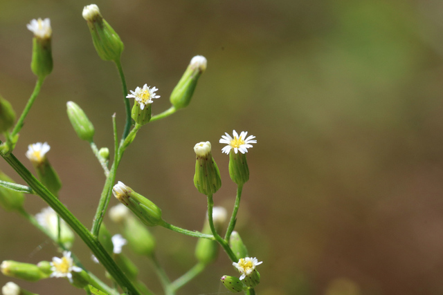 Erigeron pusillus