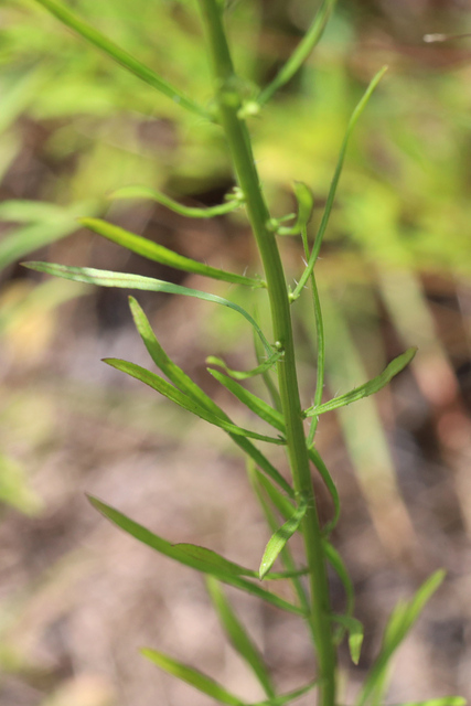 Erigeron pusillus - leaves