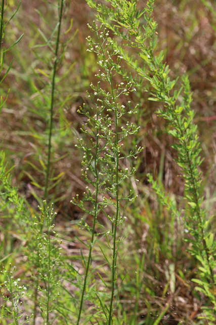 Erigeron pusillus - plants