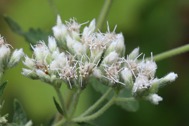 Eupatorium pubescens