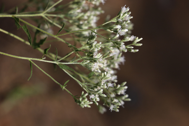 Eupatorium pubescens