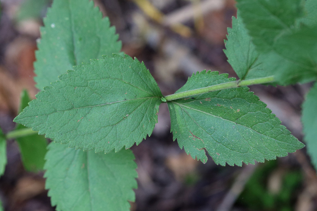 Eupatorium pubescens - leaves