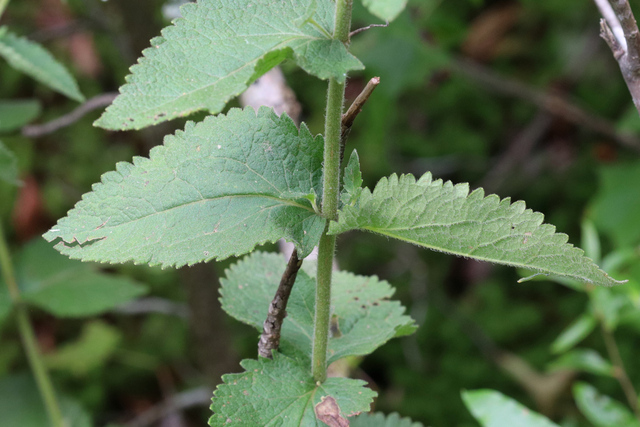 Eupatorium pubescens - leaves