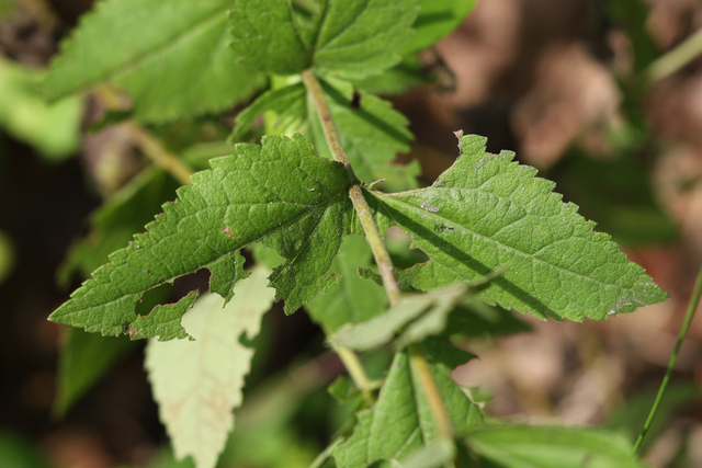 Eupatorium pubescens - leaves