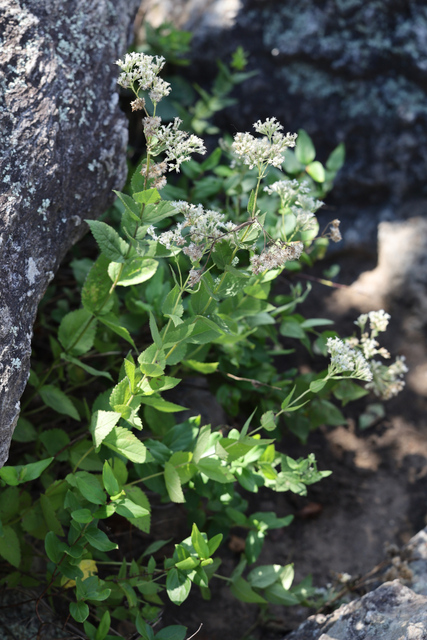 Eupatorium pubescens - plant