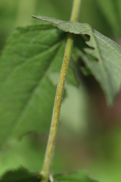 Eupatorium pubescens - stem