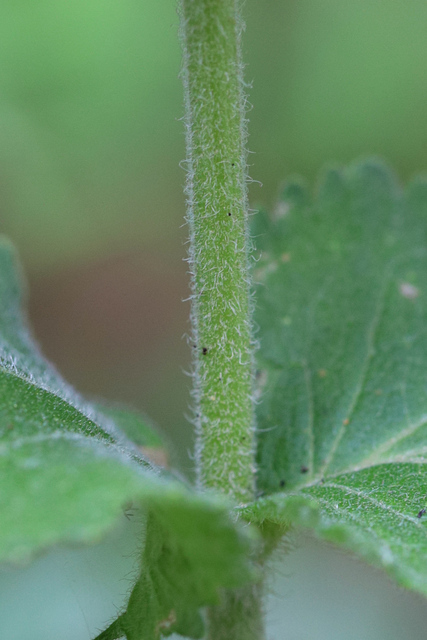 Eupatorium pubescens - stem