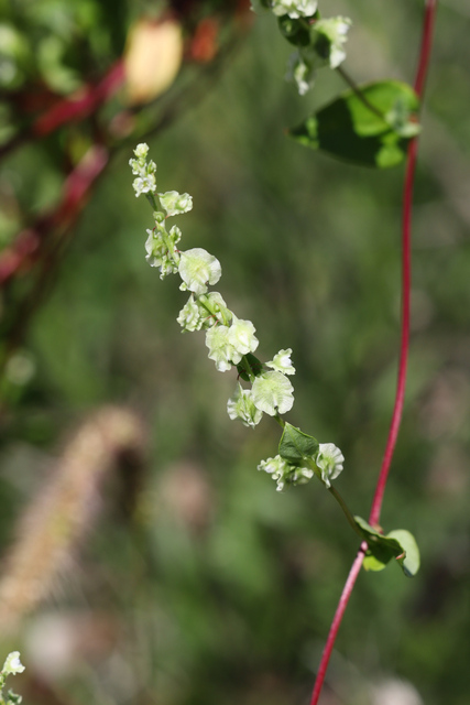 Fallopia scandens
