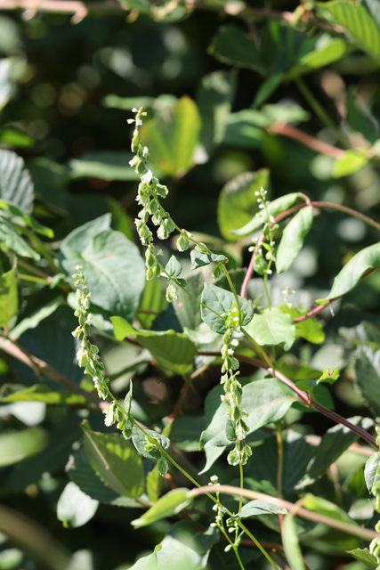 Fallopia scandens