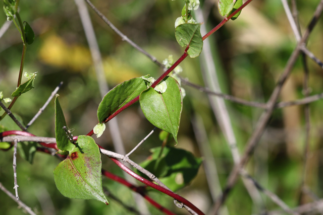 Fallopia scandens - leaves