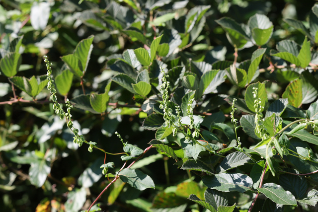 Fallopia scandens - plant