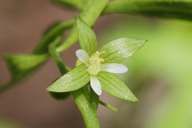 Floerkea proserpinacoides
