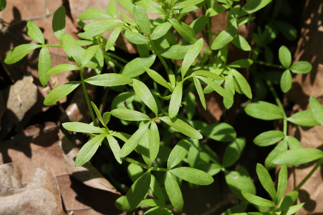 Floerkea proserpinacoides - leaves