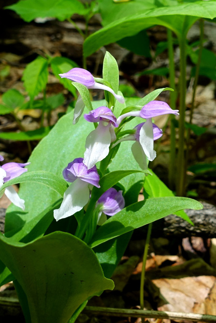 Galearis spectabilis