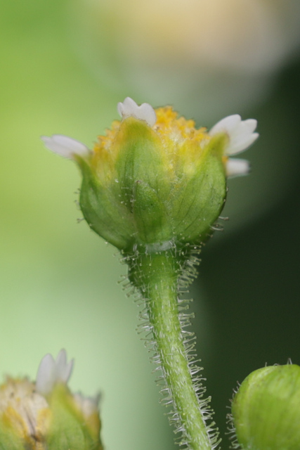 Galinsoga parviflora