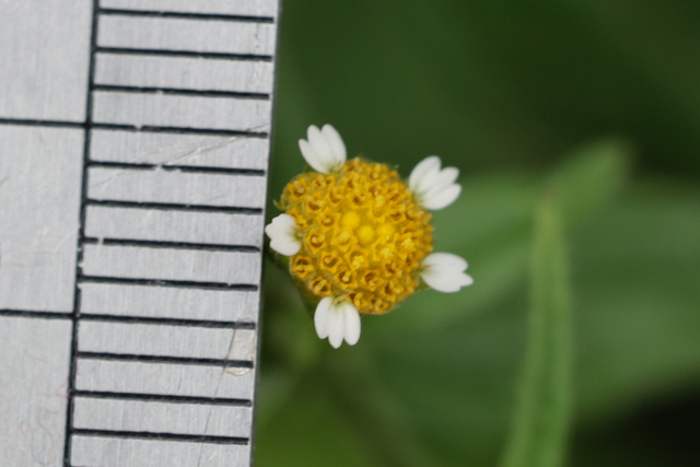 Galinsoga parviflora